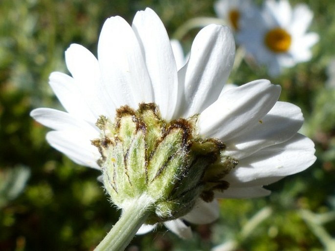 Phalacrocarpum oppositifolium