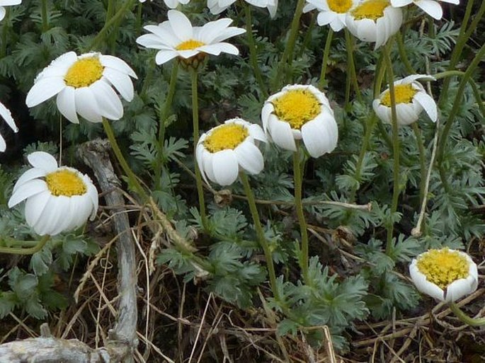 Phalacrocarpum oppositifolium