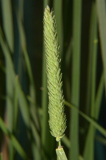 Phalaris aquatica