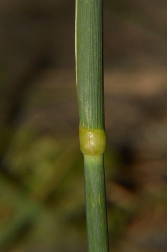 Phalaris aquatica