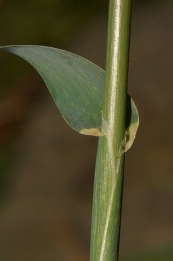 Phalaris aquatica