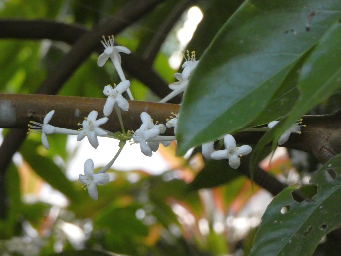 Phaleria clerodendron