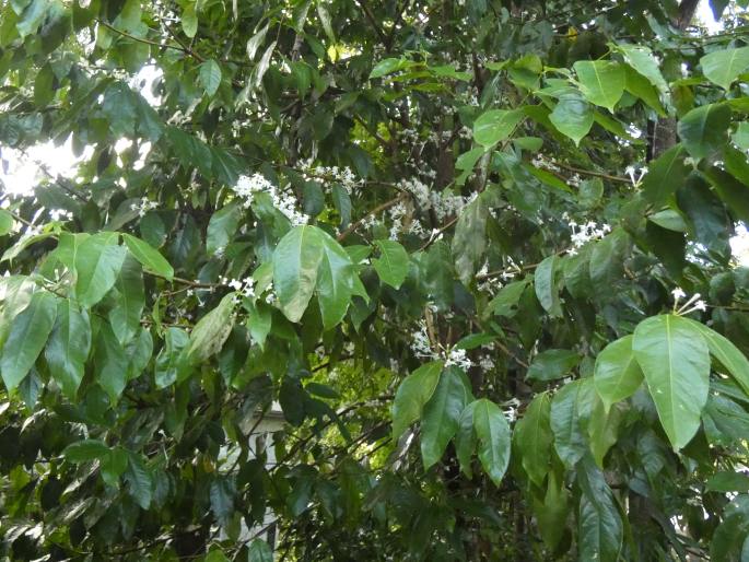 Phaleria clerodendron