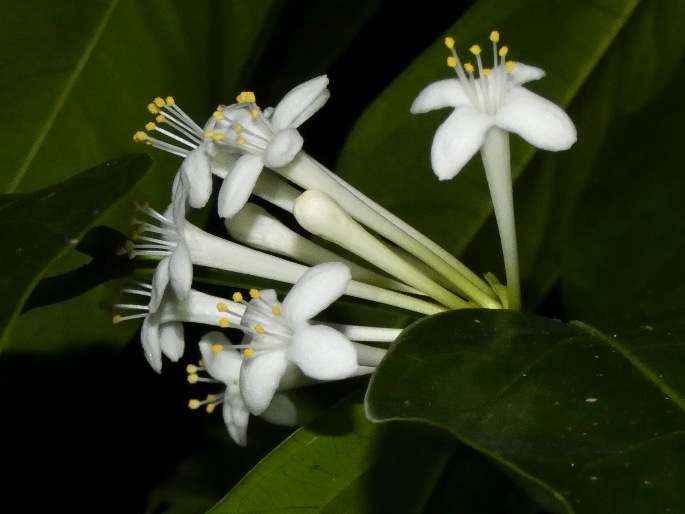 Phaleria clerodendron