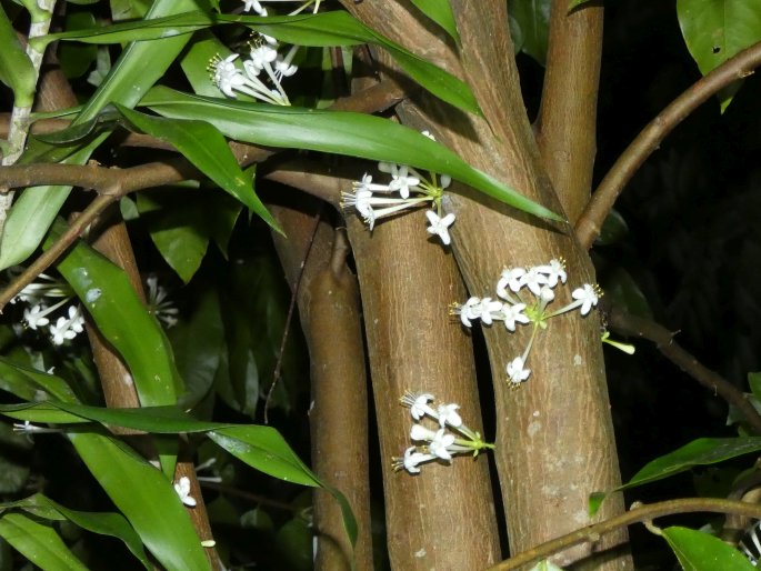 Phaleria clerodendron