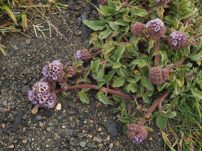 PHACELIA SECUNDA J. F. Gmel. - svazenka / facélia