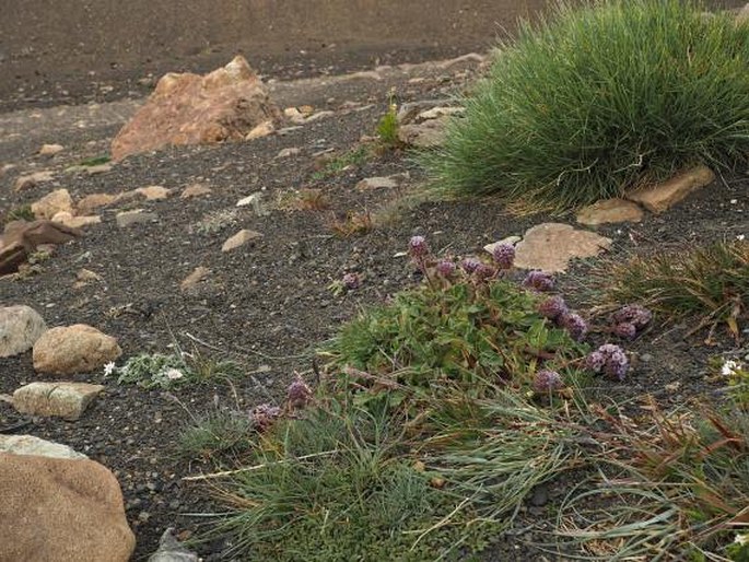 Phacelia secunda