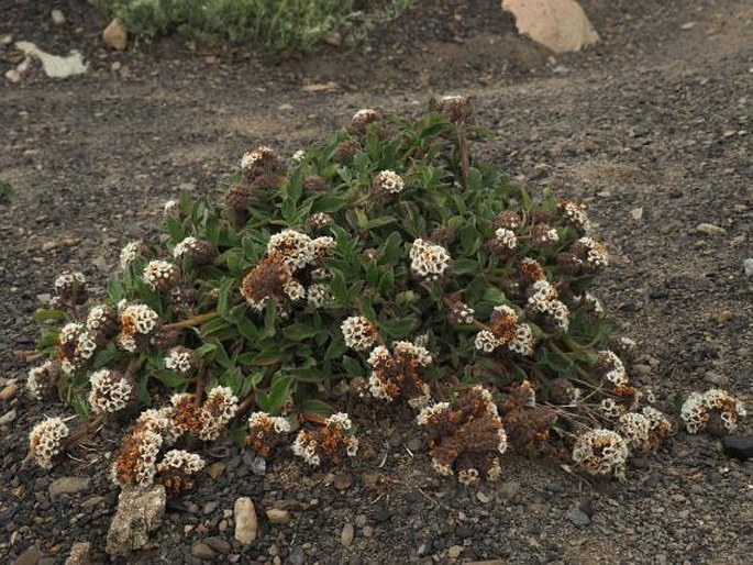 Phacelia secunda