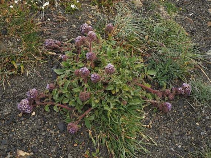 Phacelia secunda