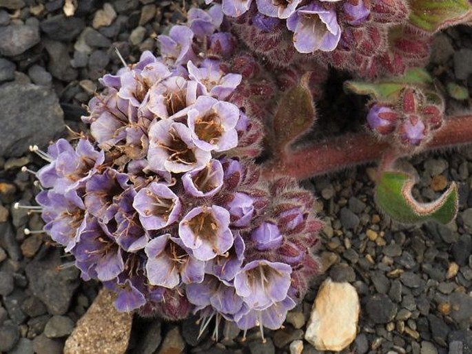 Phacelia secunda