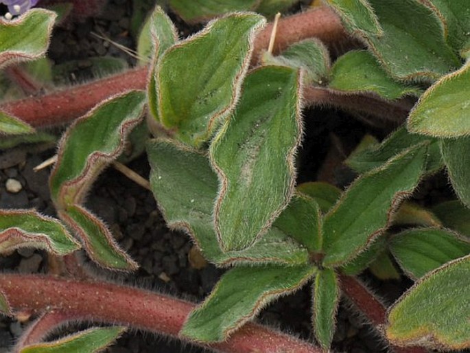 Phacelia secunda