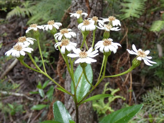 Phaseolaster elliptica