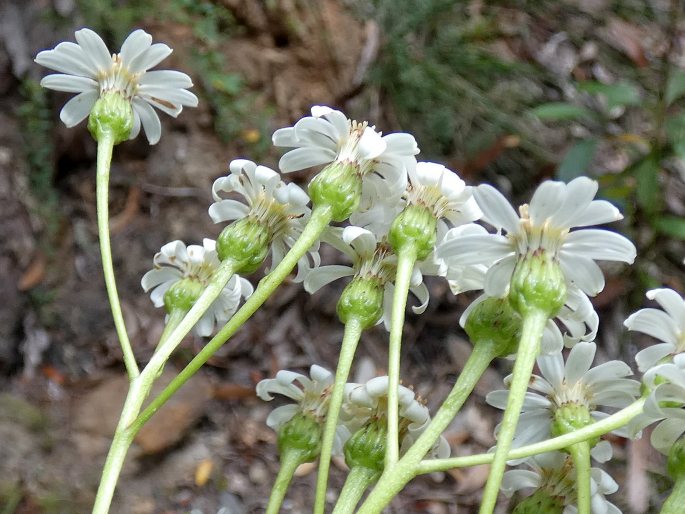 Phaseolaster elliptica