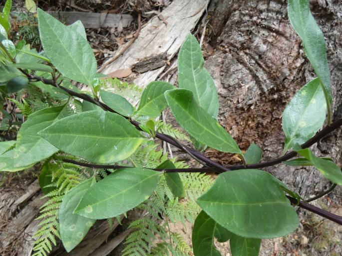 Phaseolaster elliptica