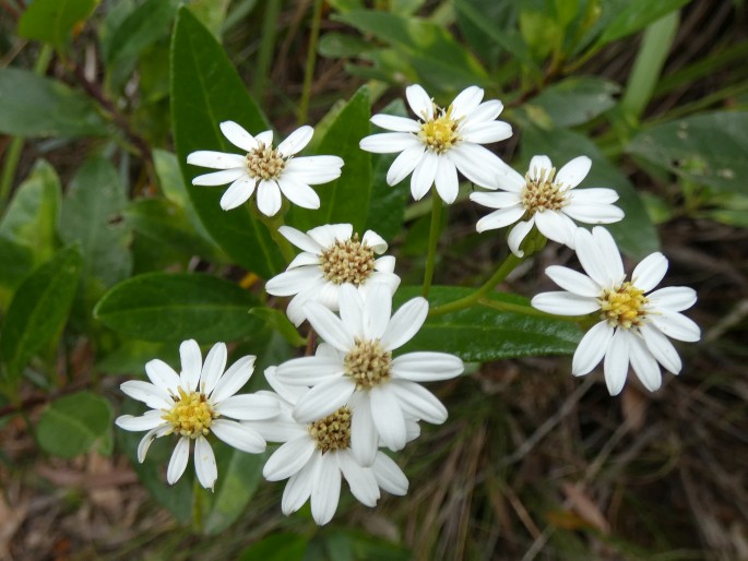 Phaseolaster elliptica