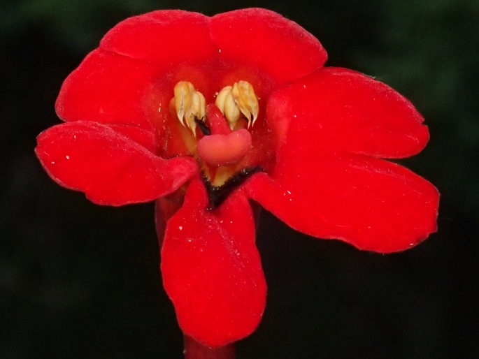 Phelypaea coccinea