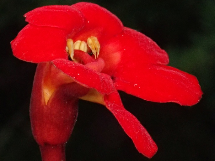 Phelypaea coccinea