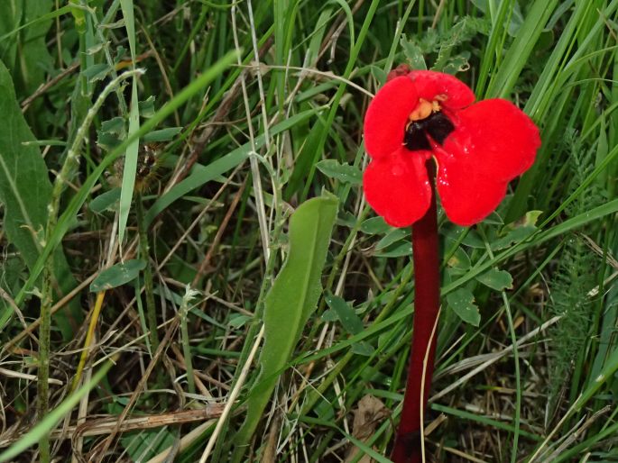 Phelypaea coccinea