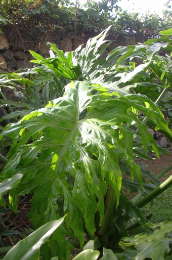 Philodendron bipinnatifidum