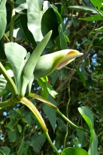 Philodendron hederaceum