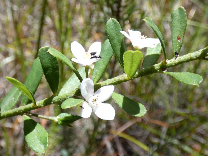 Philotheca virgata