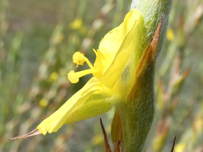 Philydrum lanuginosum