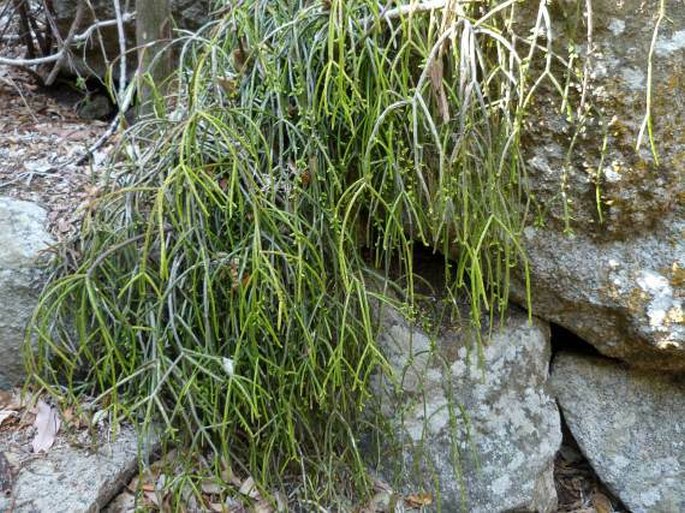 RHIPSALIS BACCIFERA (J. S. Muell.) Stearn - věšák přeslenatý