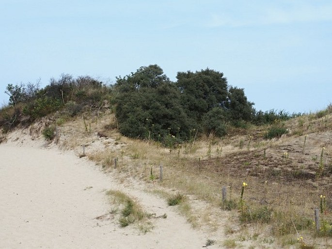 Phleum arenarium