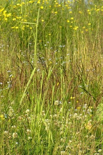 Phleum bertolonii