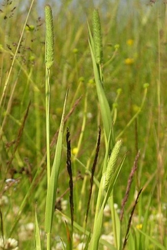 Phleum bertolonii