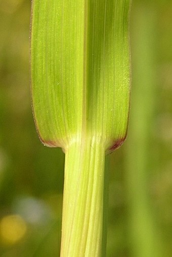 Phleum bertolonii