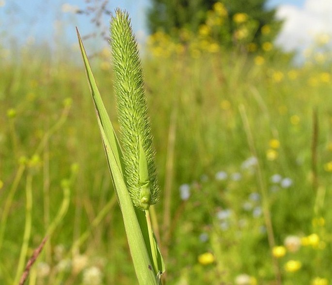 PHLEUM BERTOLONII DC. – bojínek hlíznatý / timotejka uzlovitá