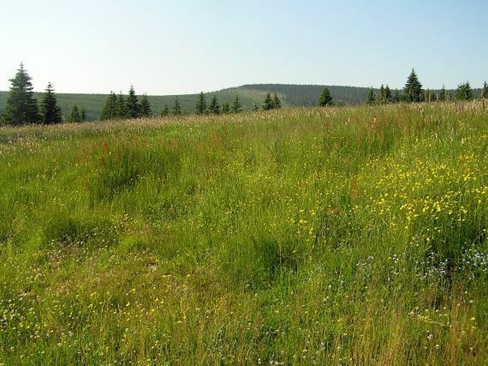 Phleum bertolonii