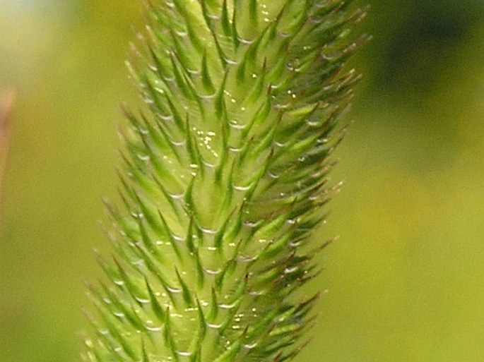 Phleum bertolonii