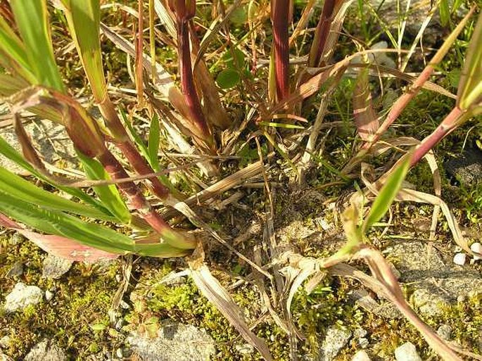 Phleum bertolonii