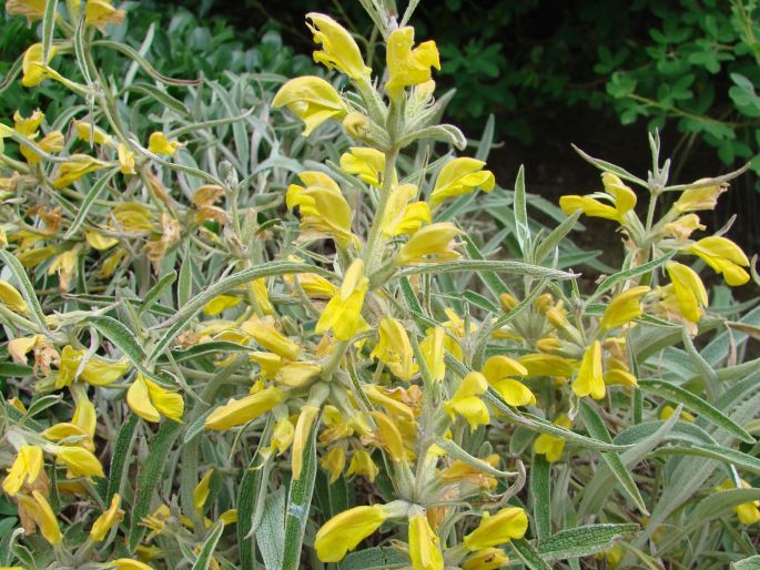 Phlomis armeniaca