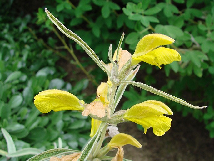 Phlomis armeniaca