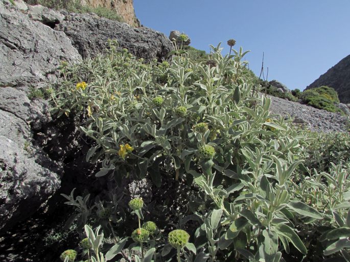 Phlomis cretica