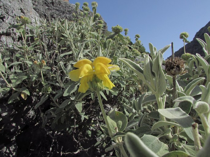 Phlomis cretica