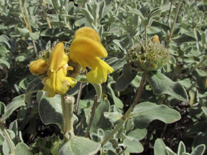 Phlomis cretica