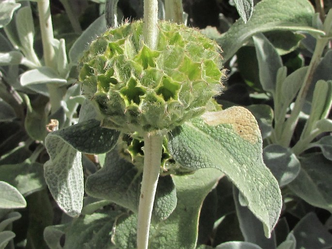 Phlomis cretica