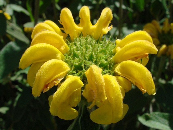 Phlomis lunariifolia