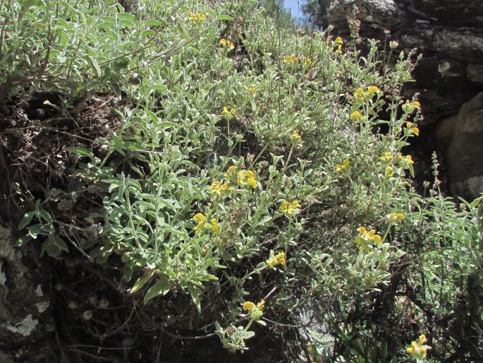 Phlomis lanata