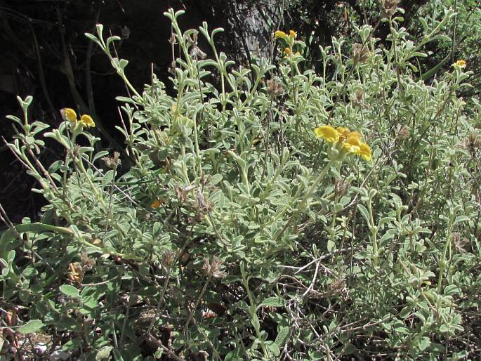 Phlomis lanata