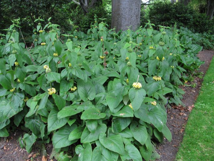 Phlomis russeliana