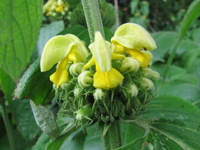 Phlomis russeliana