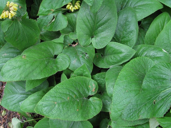 Phlomis russeliana