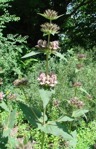 Phlomis samia