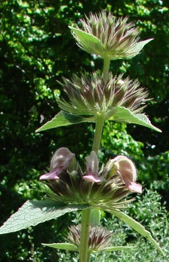 Phlomis samia