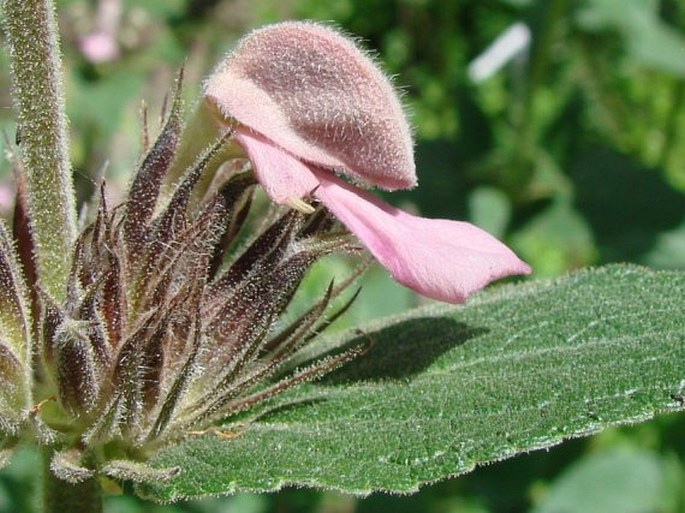 Phlomis samia